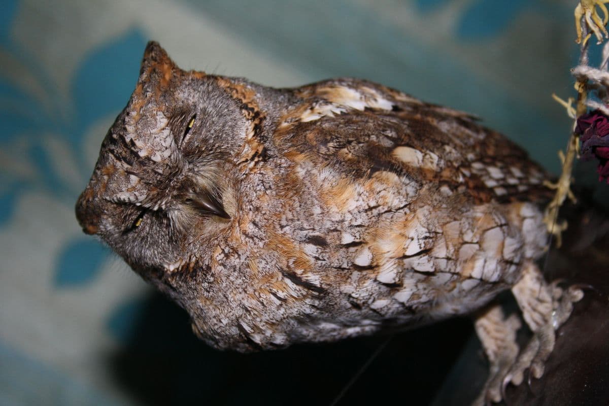 Indian Scops Owl resting with eyes closed, displaying cryptic bark-pattern plumage