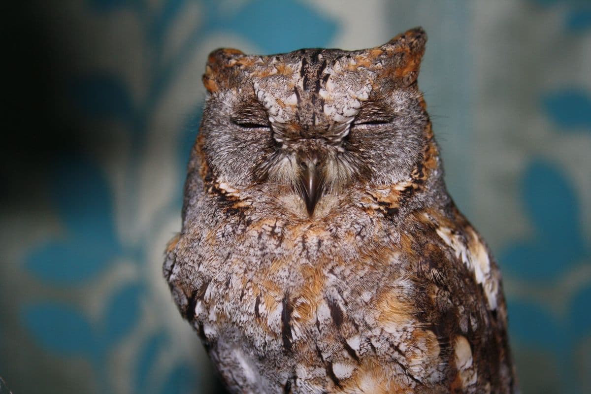 Indian Scops Owl (Otus bakkamoena)