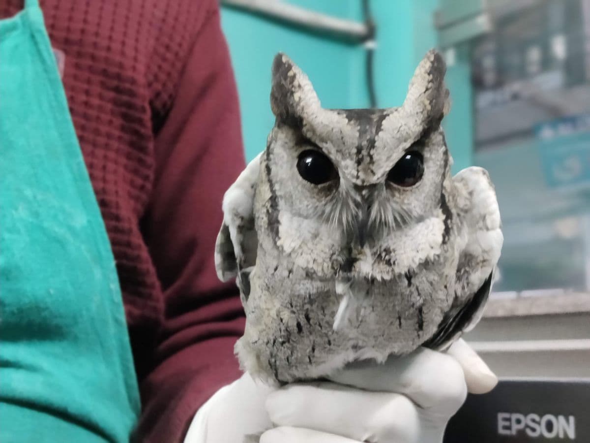 Tiny Indian Scops Owl held in gloved hands during examination, showing huge dark eyes and raised ear tufts