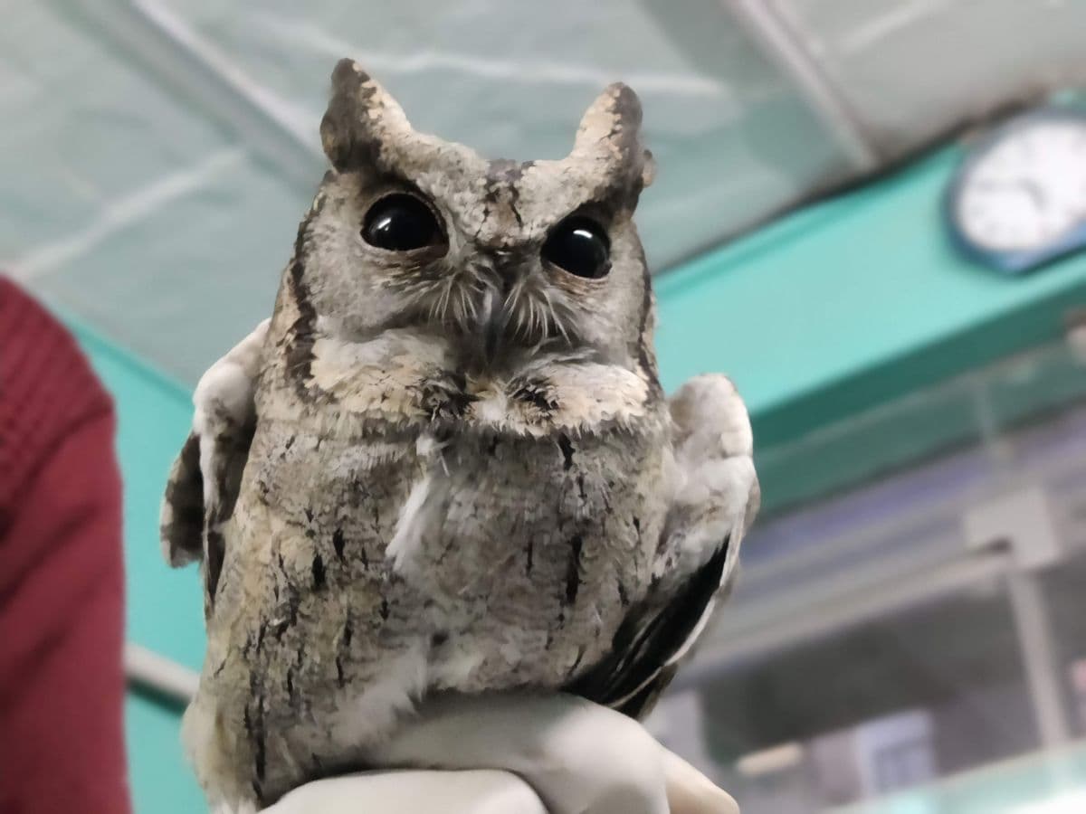 Indian Scops Owl perched on handler's hand at Wildlife Rescue clinic, displaying full grey-white plumage and alert ear tufts