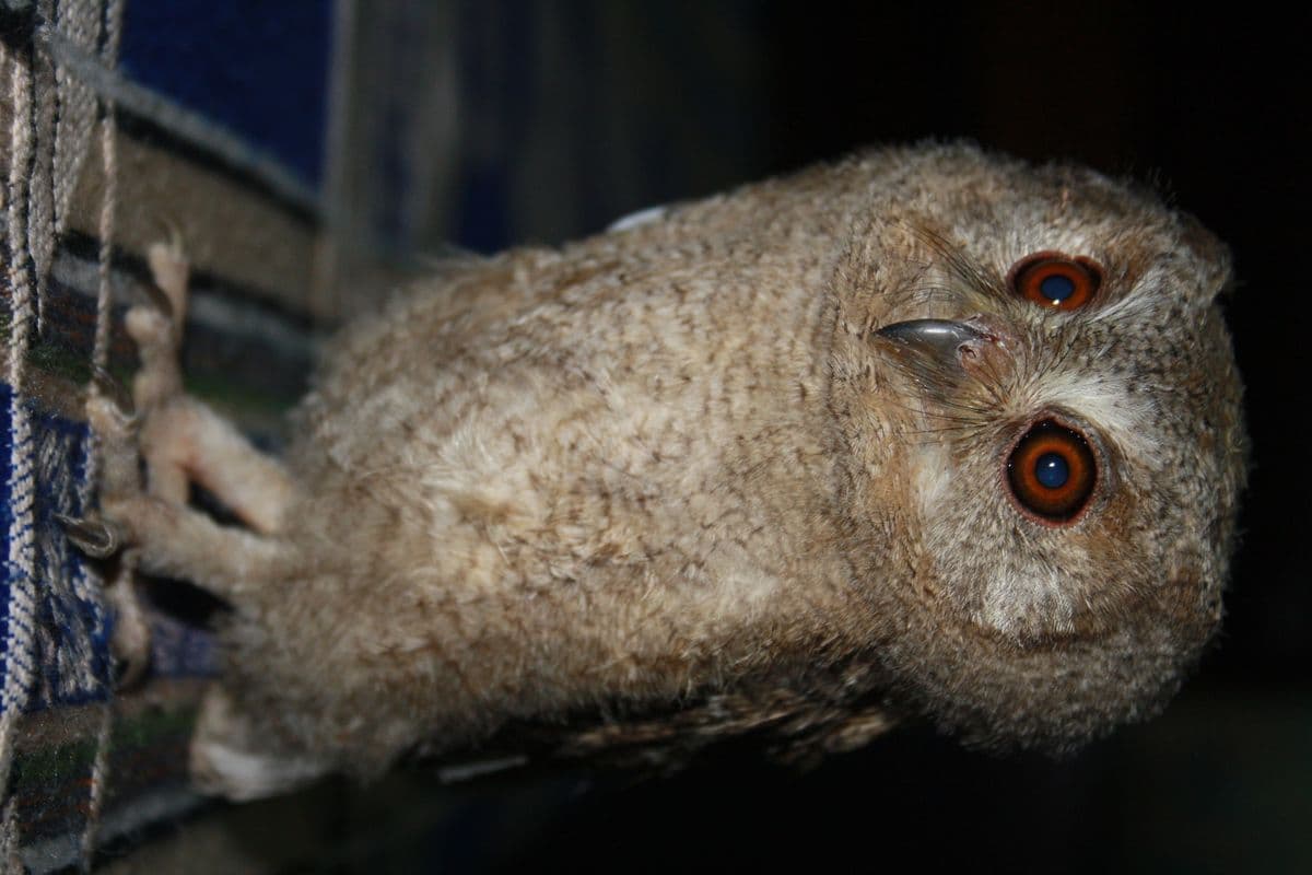 Indian Scops Owl with large orange-red eyes, perched in recovery enclosure at Wildlife Rescue