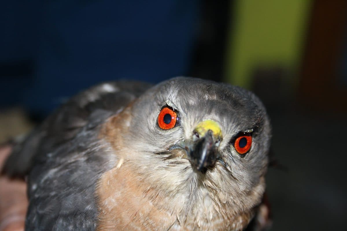 Shikra (Accipiter badius)