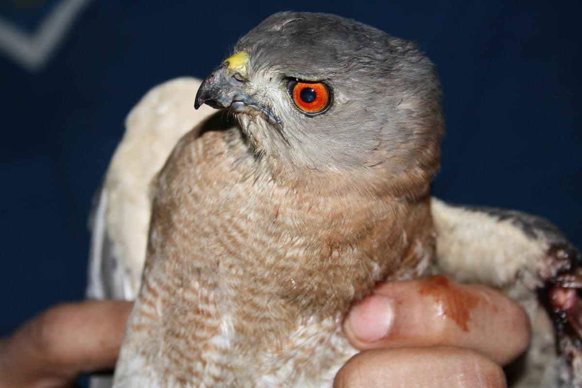 Shikra being gently held during examination, showing barred breast feathers and orange eyes