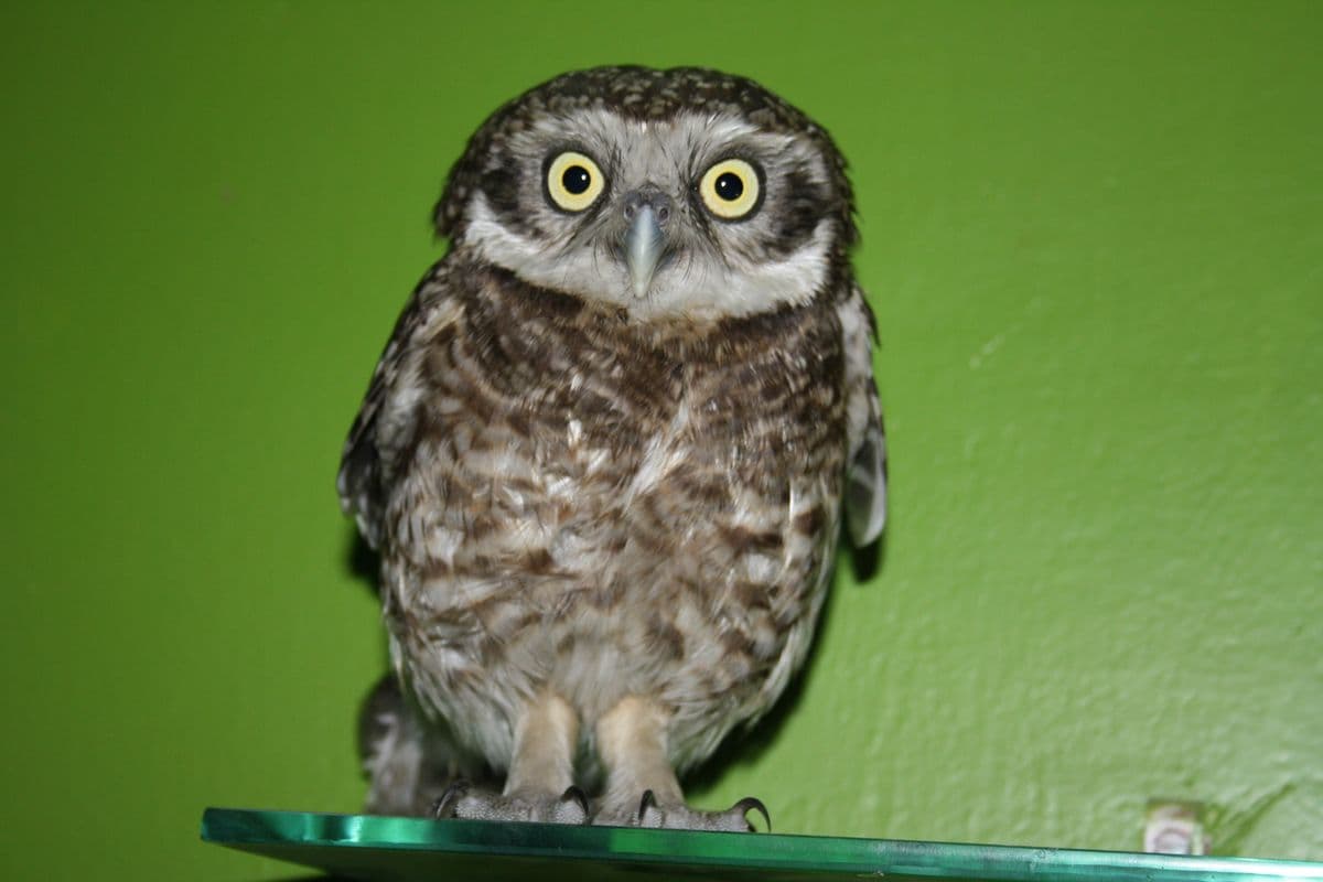 Spotted Owlet perched on shelf with wide-eyed surprised expression, showing full body and spotted feathers