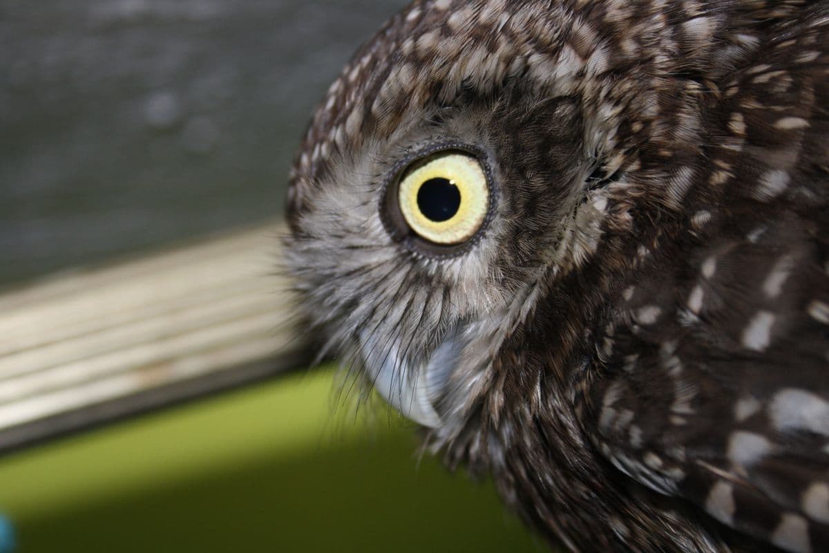 Spotted Owlet extreme close-up of face showing distinctive yellow eye and delicate spotted feather detail