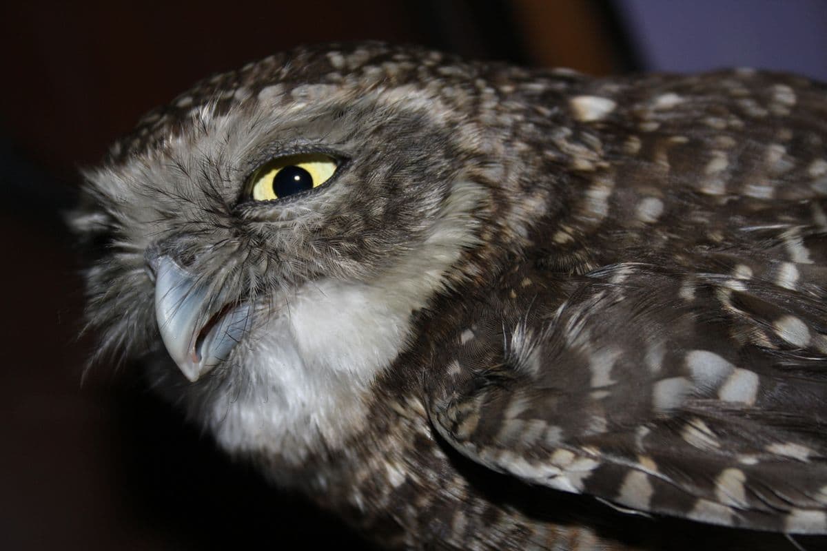 Spotted Owlet close-up profile showing yellow eye and intricate spotted brown plumage at Wildlife Rescue