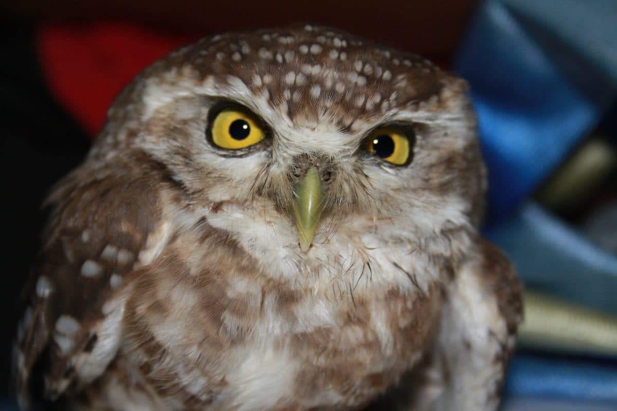 Spotted Owlet at Wildlife Rescue clinic