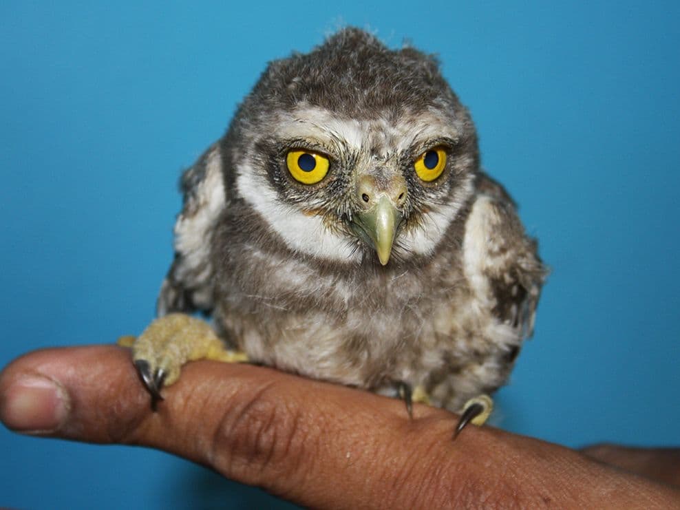 Tiny Spotted Owlet chick with bright yellow eyes perched on a handler's finger at Wildlife Rescue