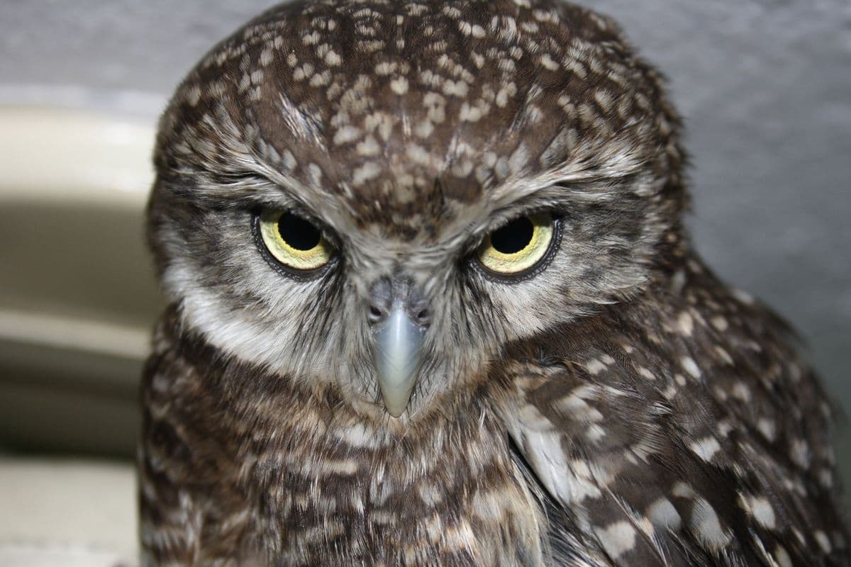 Spotted Owlet (Athene brama)