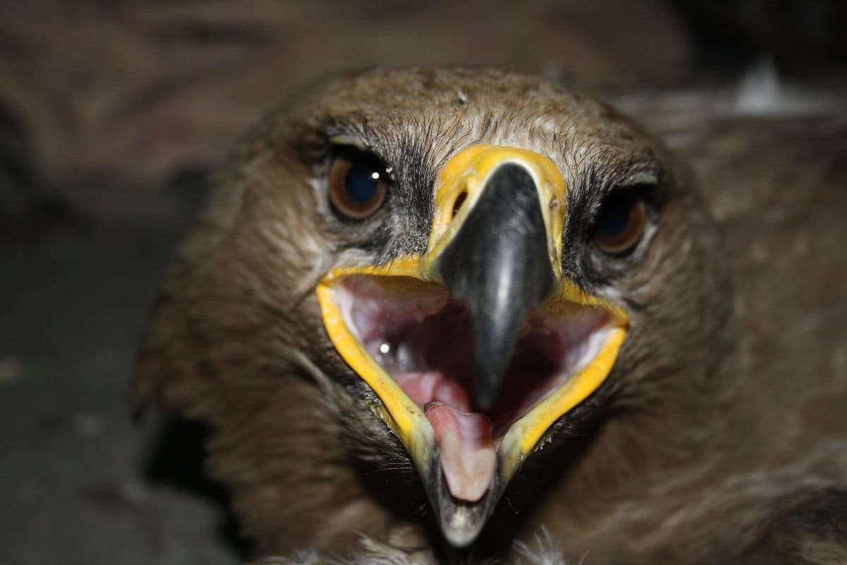 Steppe Eagle (Aquila nipalensis)