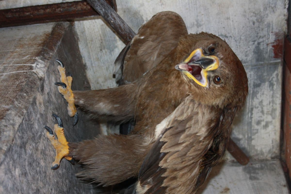 Steppe Eagle in recovery enclosure at Wildlife Rescue, showing full body with dark brown plumage and yellow talons