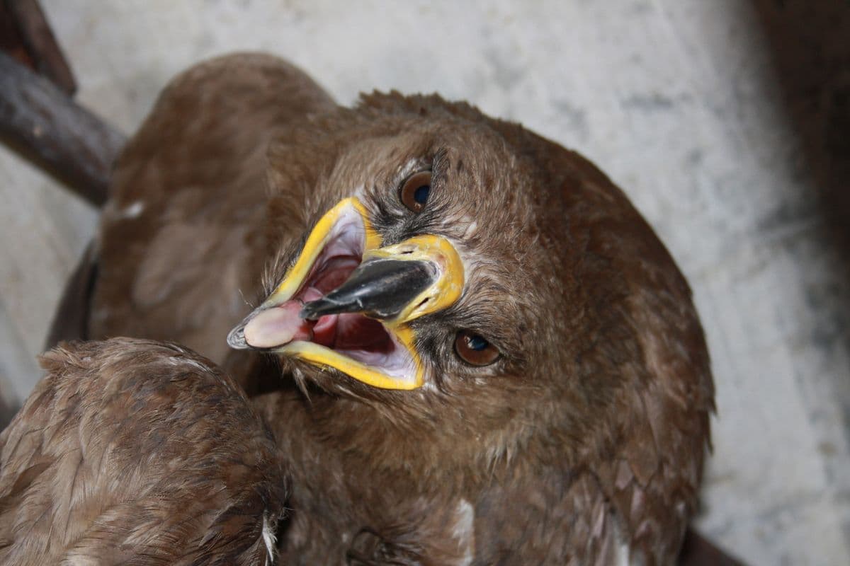 Steppe Eagle close-up during examination, displaying broad yellow gape and brown plumage