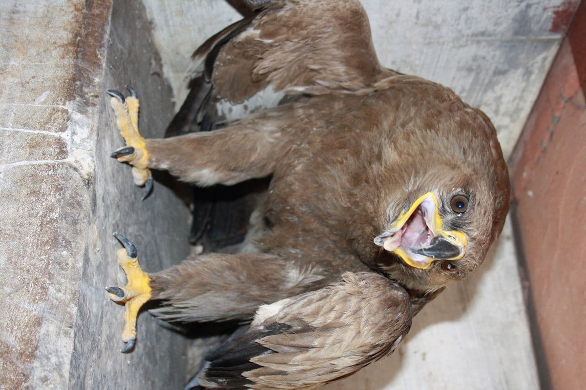 Steppe Eagle being assessed at Wildlife Rescue clinic, showing powerful yellow feet and dark feathering