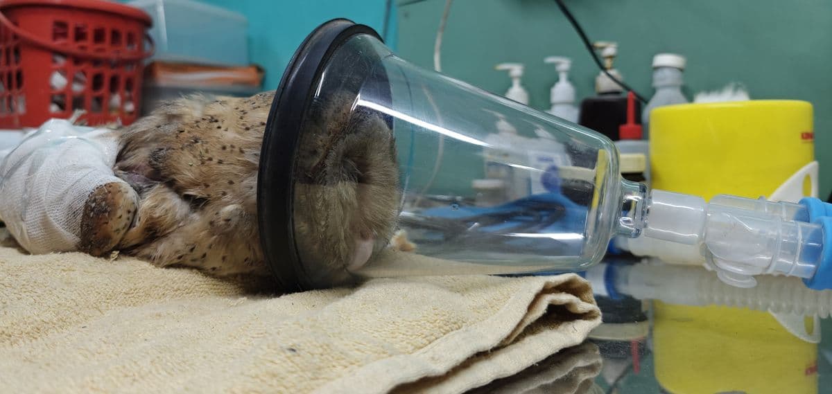 Barn Owl under isoflurane gas anesthesia with face mask at Wildlife Rescue