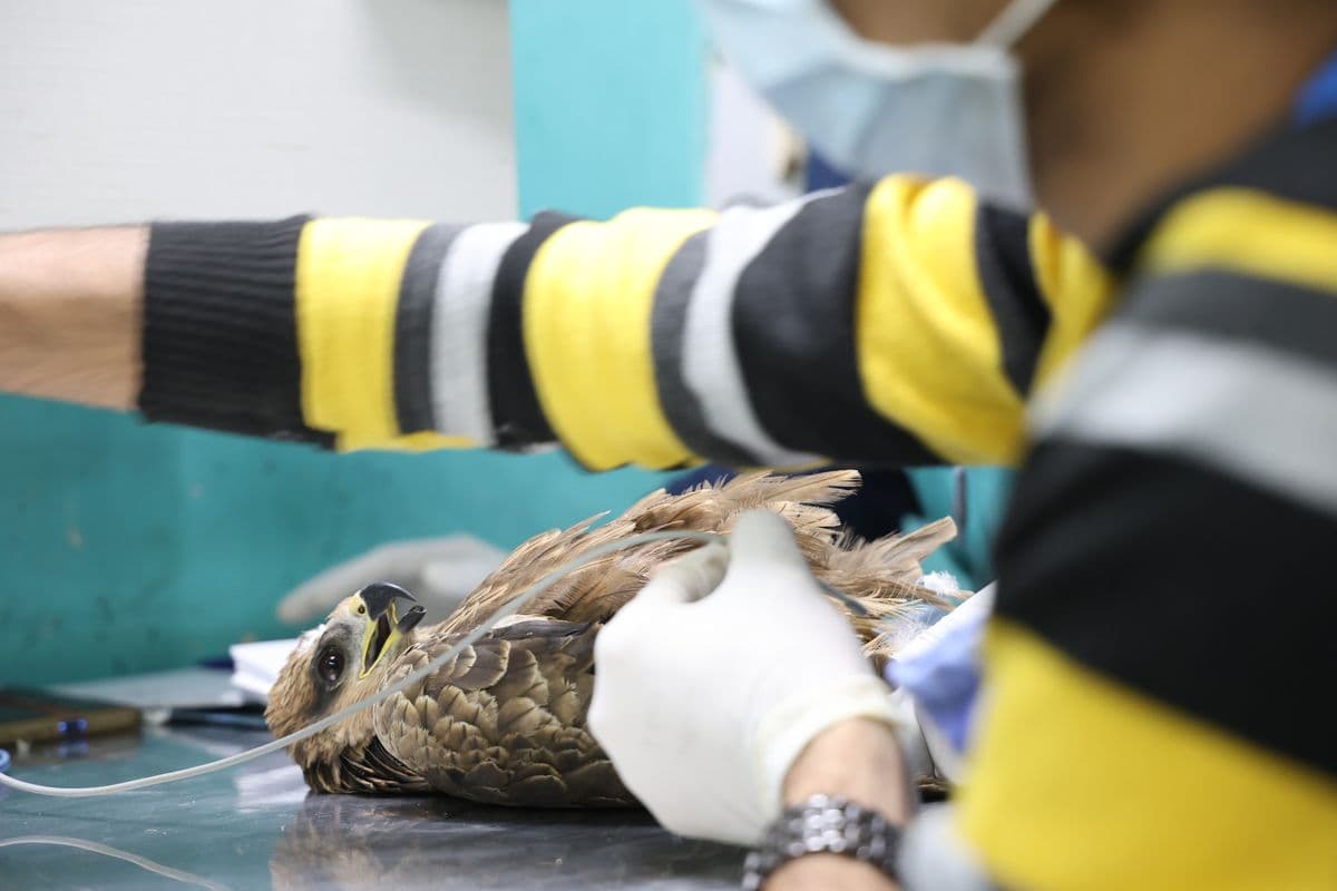 Black Kite receiving IV fluid therapy post-surgery at Wildlife Rescue