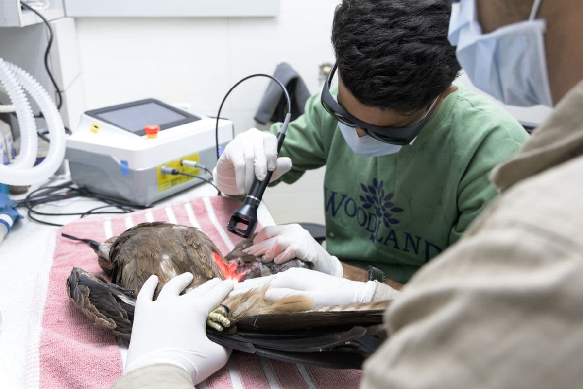 Wide shot of laser therapy treatment on a recovering raptor at Wildlife Rescue