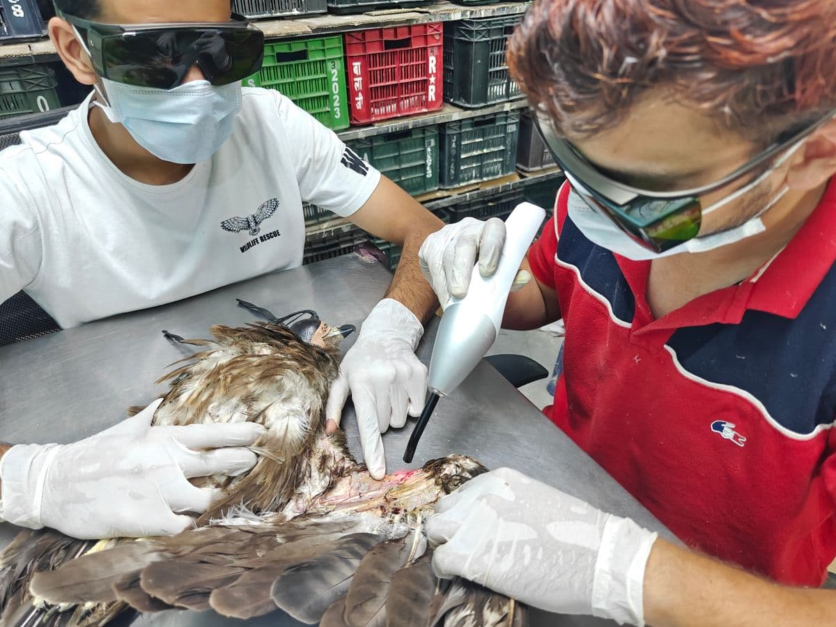 Two Wildlife Rescue team members wearing protective laser goggles applying therapeutic laser to a raptor's wing wound