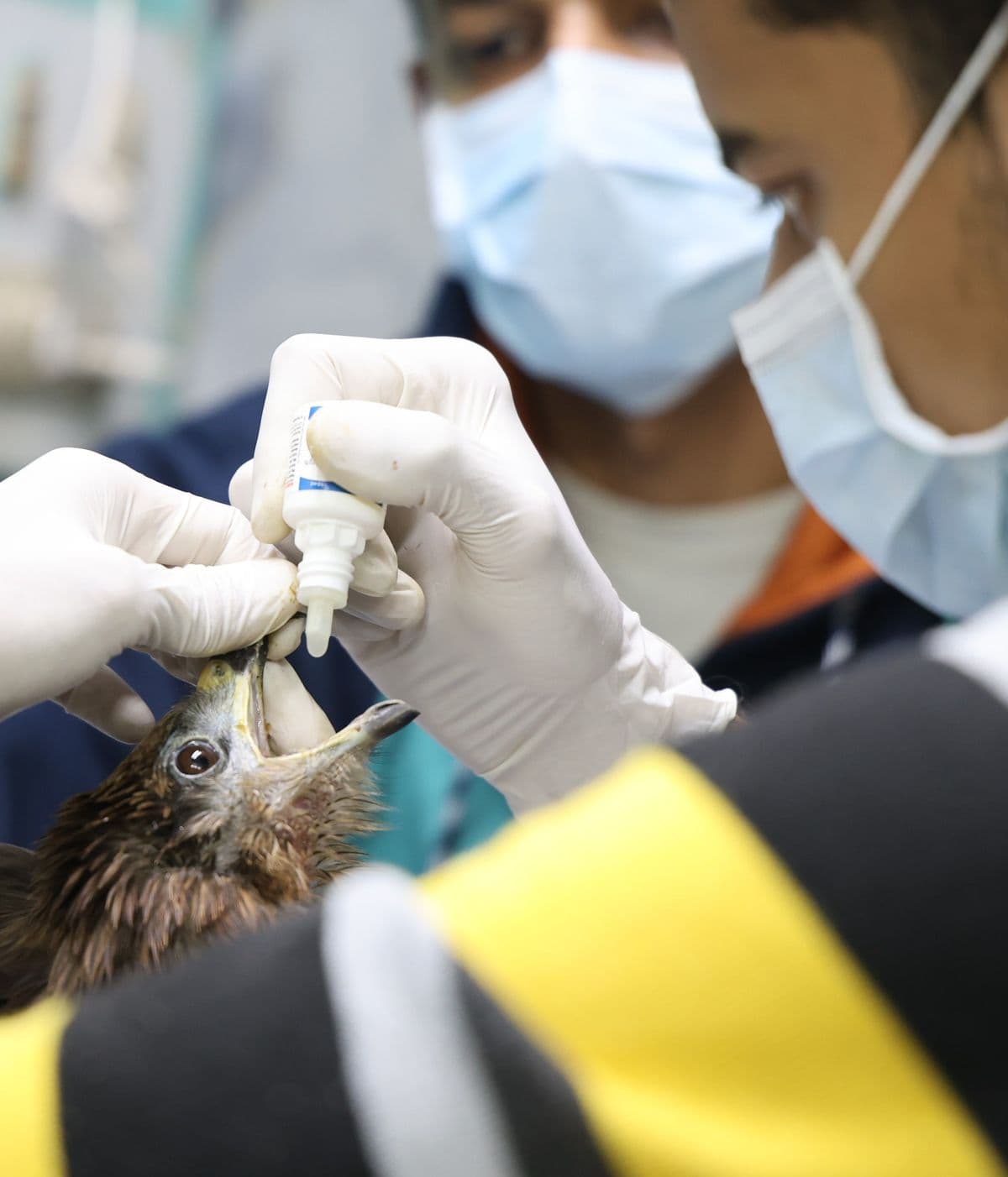 Wildlife Rescue staff administering oral pain medication to a recovering raptor