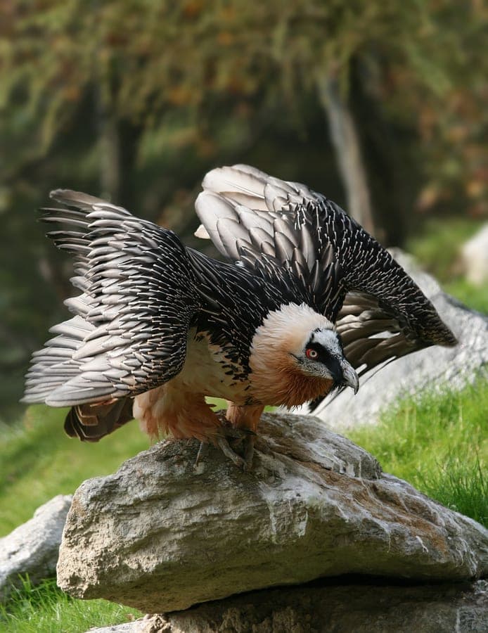Bearded Vulture