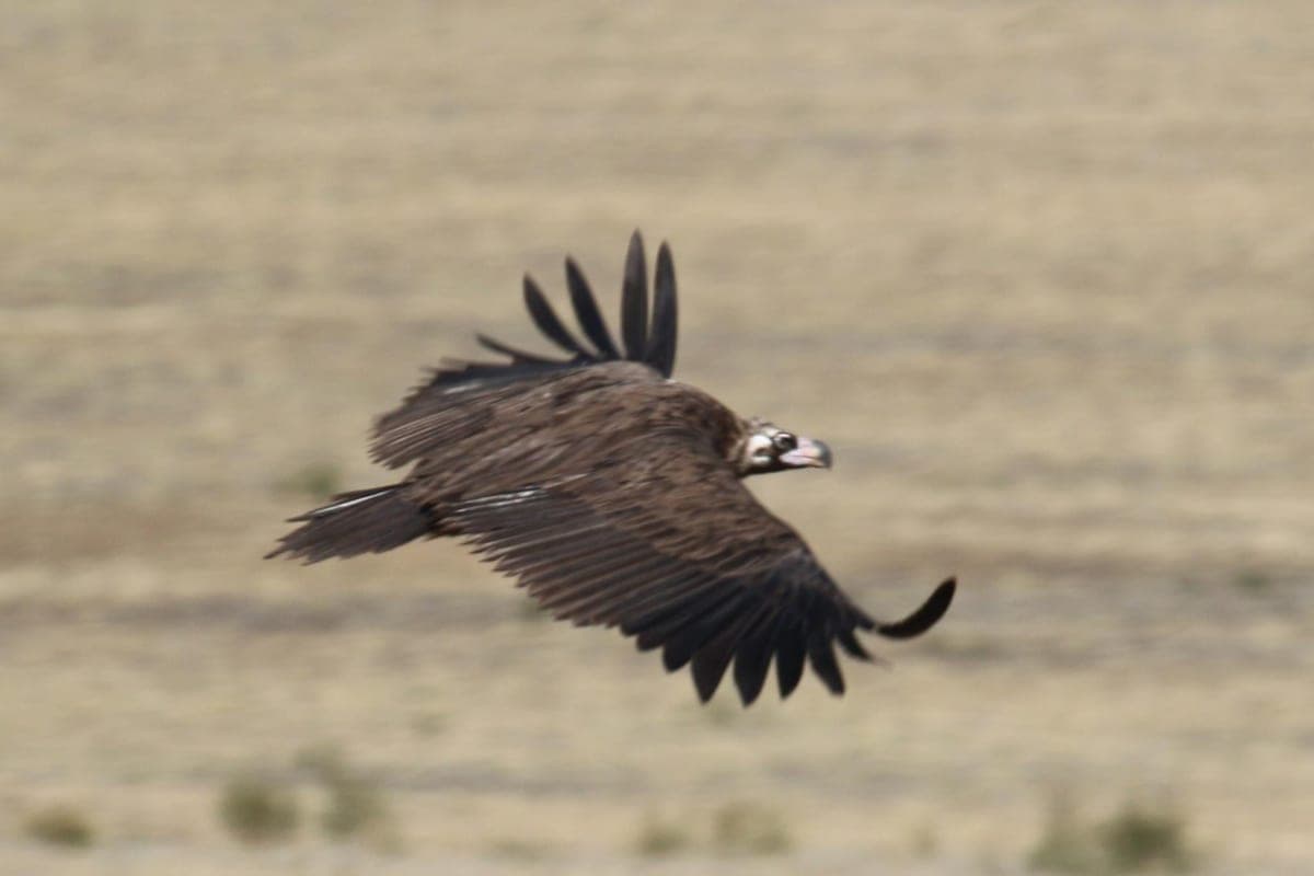 Cinereous Vulture