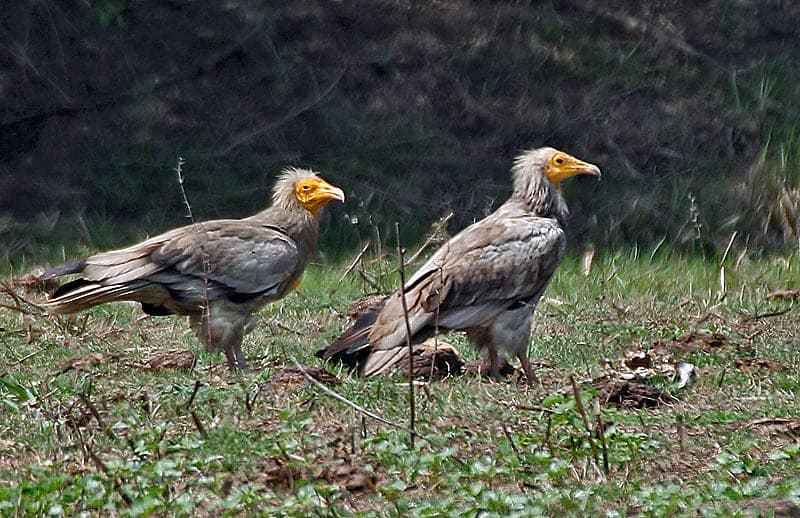 Egyptian Vulture