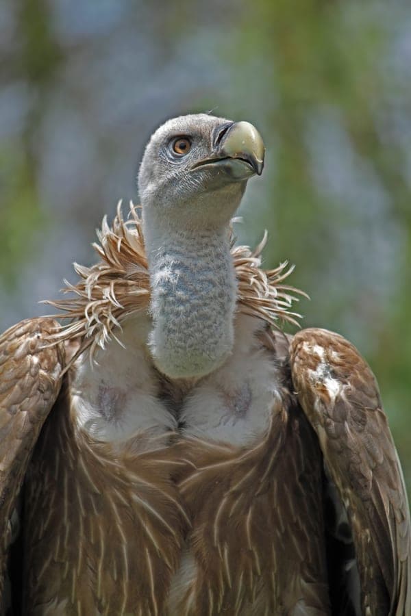 Eurasian Griffon Vulture