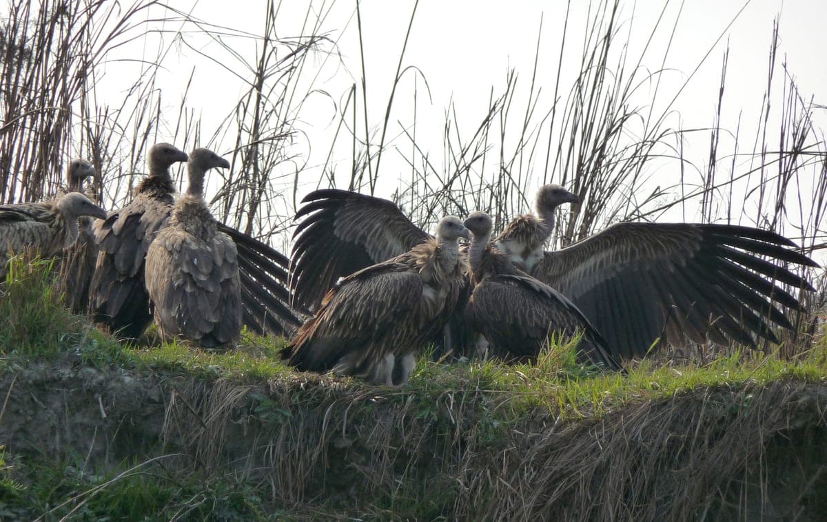 Himalayan Vulture