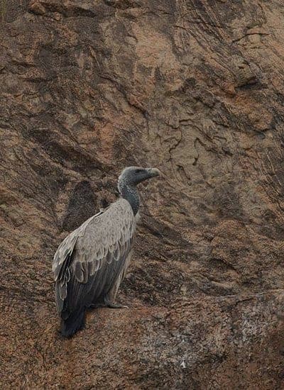 Indian Vulture