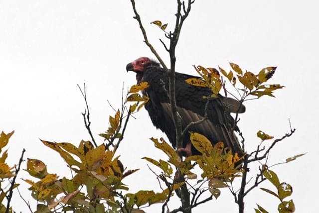 Red-headed Vulture