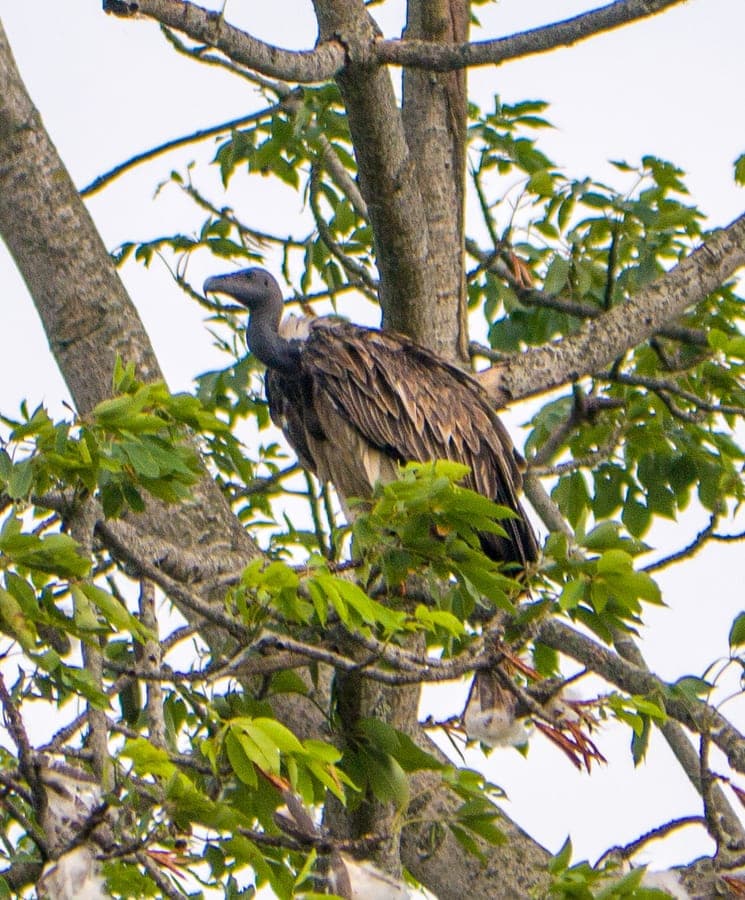 Slender-billed Vulture