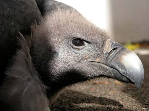 White-rumped Vulture