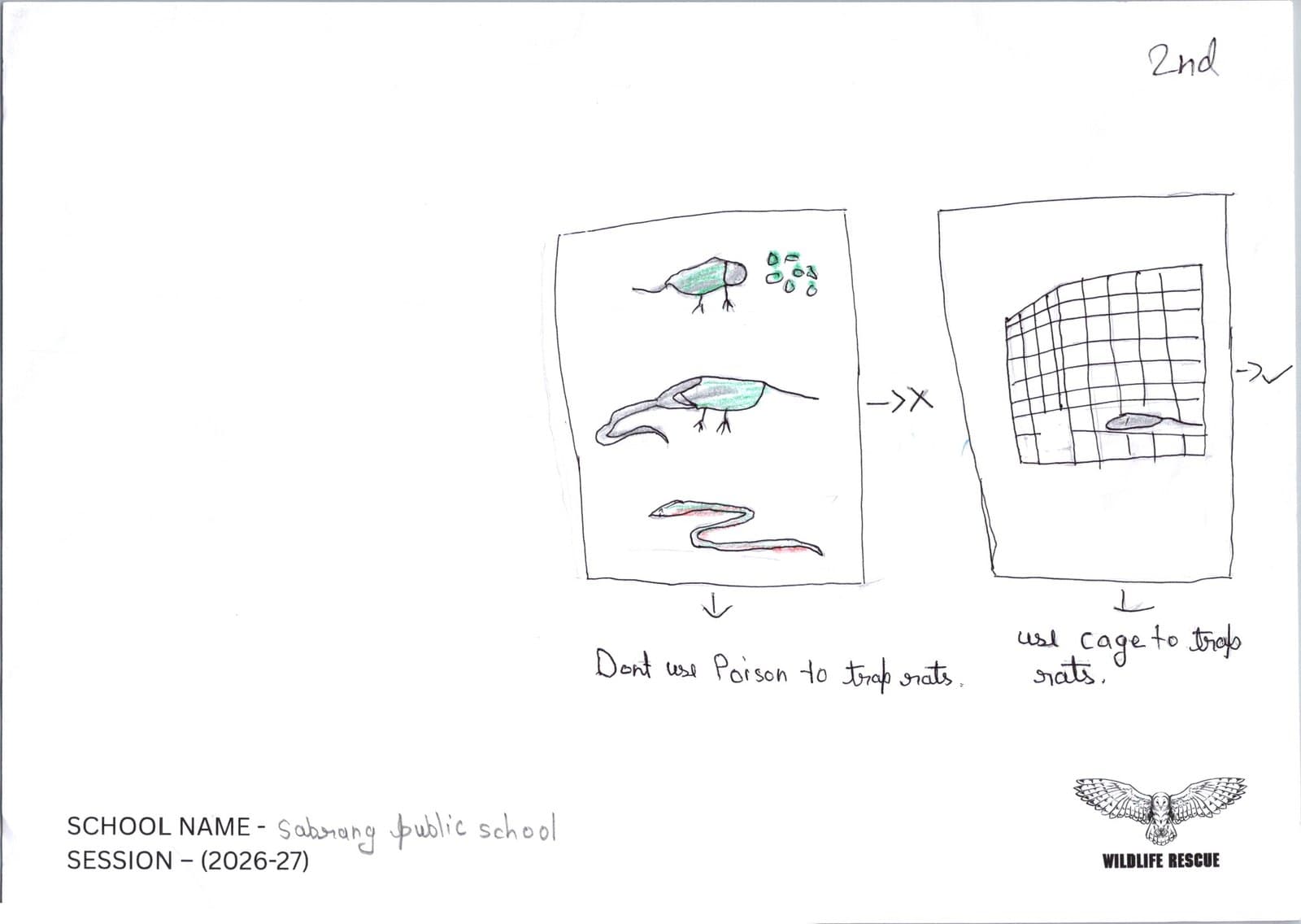Second-place drawing: rat poison crossed out beside a cage trap ticked, showing a lizard and snake also killed by the poison