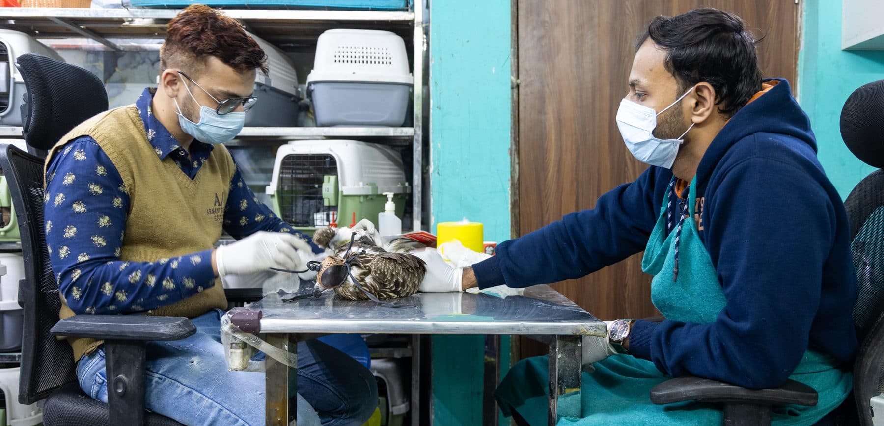 Wildlife Rescue staff performing a bandage change on a recovering bird at the clinic
