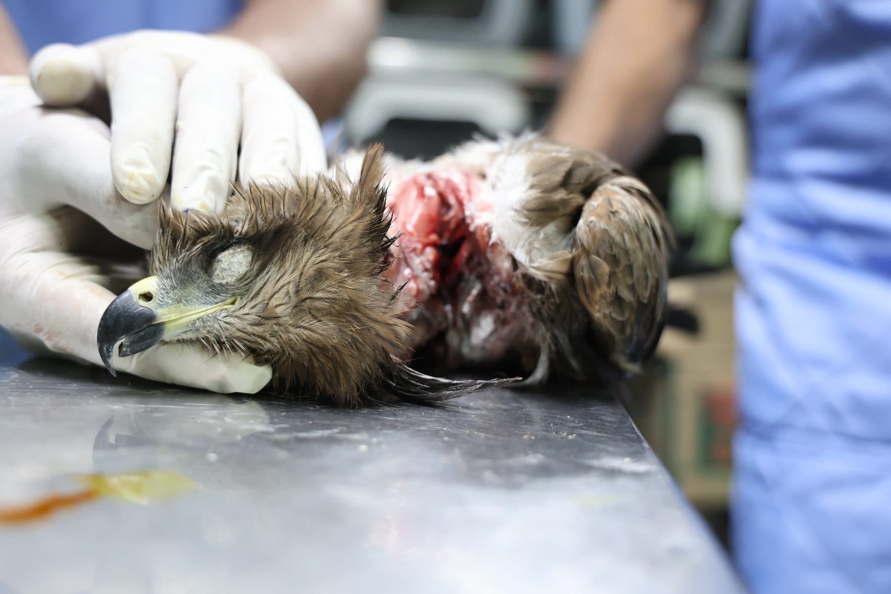 Black Kite with a manja cut wound being treated at Wildlife Rescue clinic