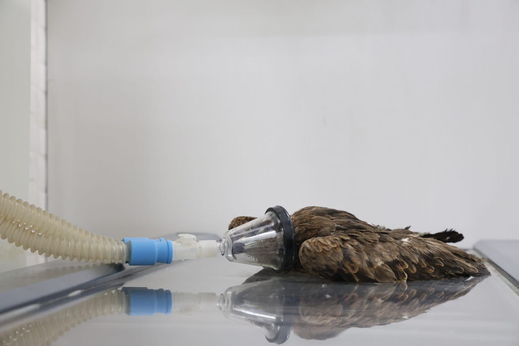 A Black Kite under gas anesthesia being positioned for an X-Ray exposure at Wildlife Rescue clinic