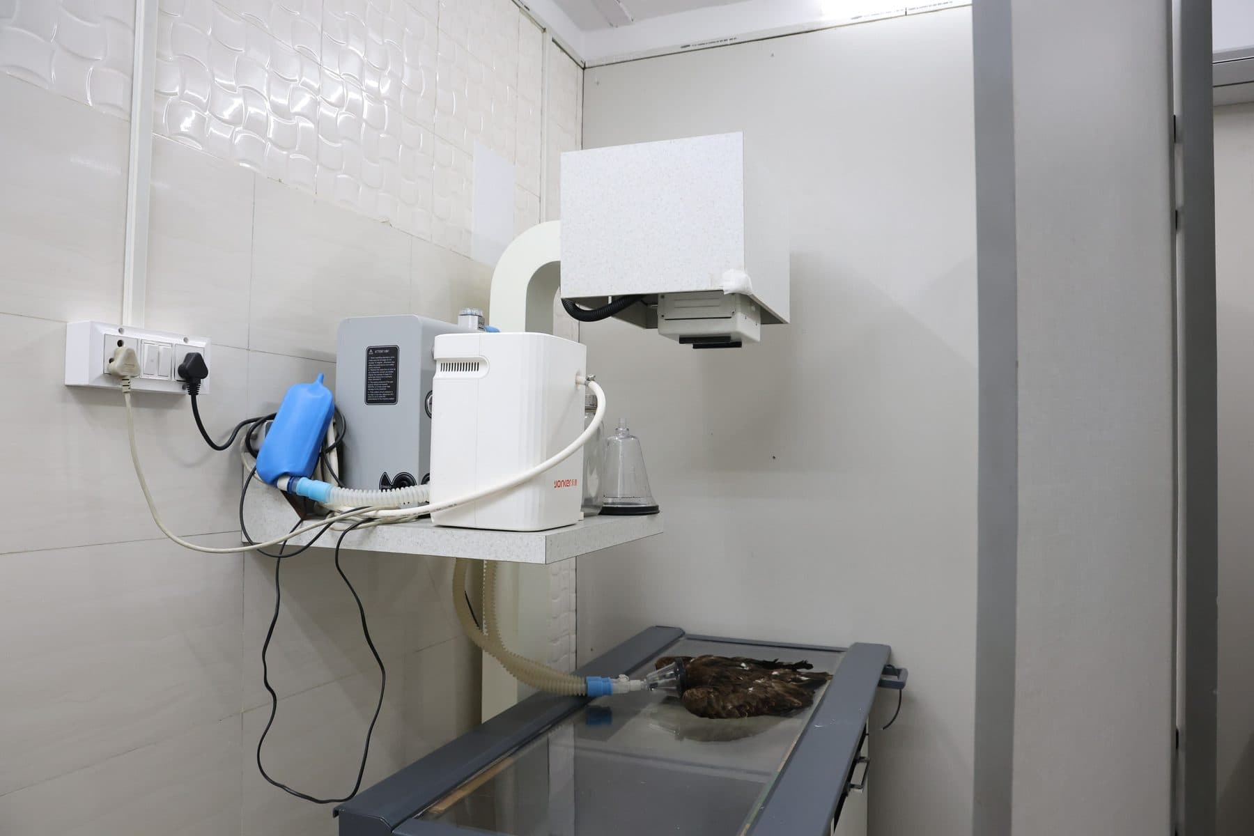 Digital X-Ray machine with DR detector and a dedicated gas anesthesia machine for X-Ray procedures at Wildlife Rescue clinic