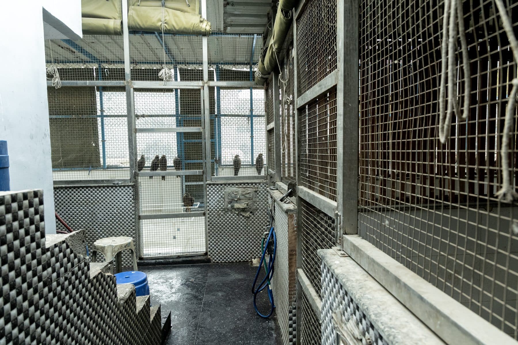 Raptors inside an enclosure at the Wildlife Rescue aviary complex