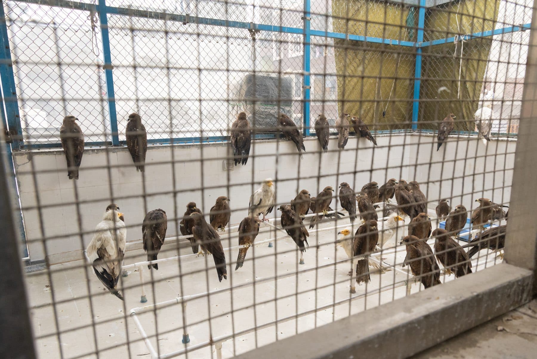 Birds perched at multiple levels inside a Wildlife Rescue enclosure