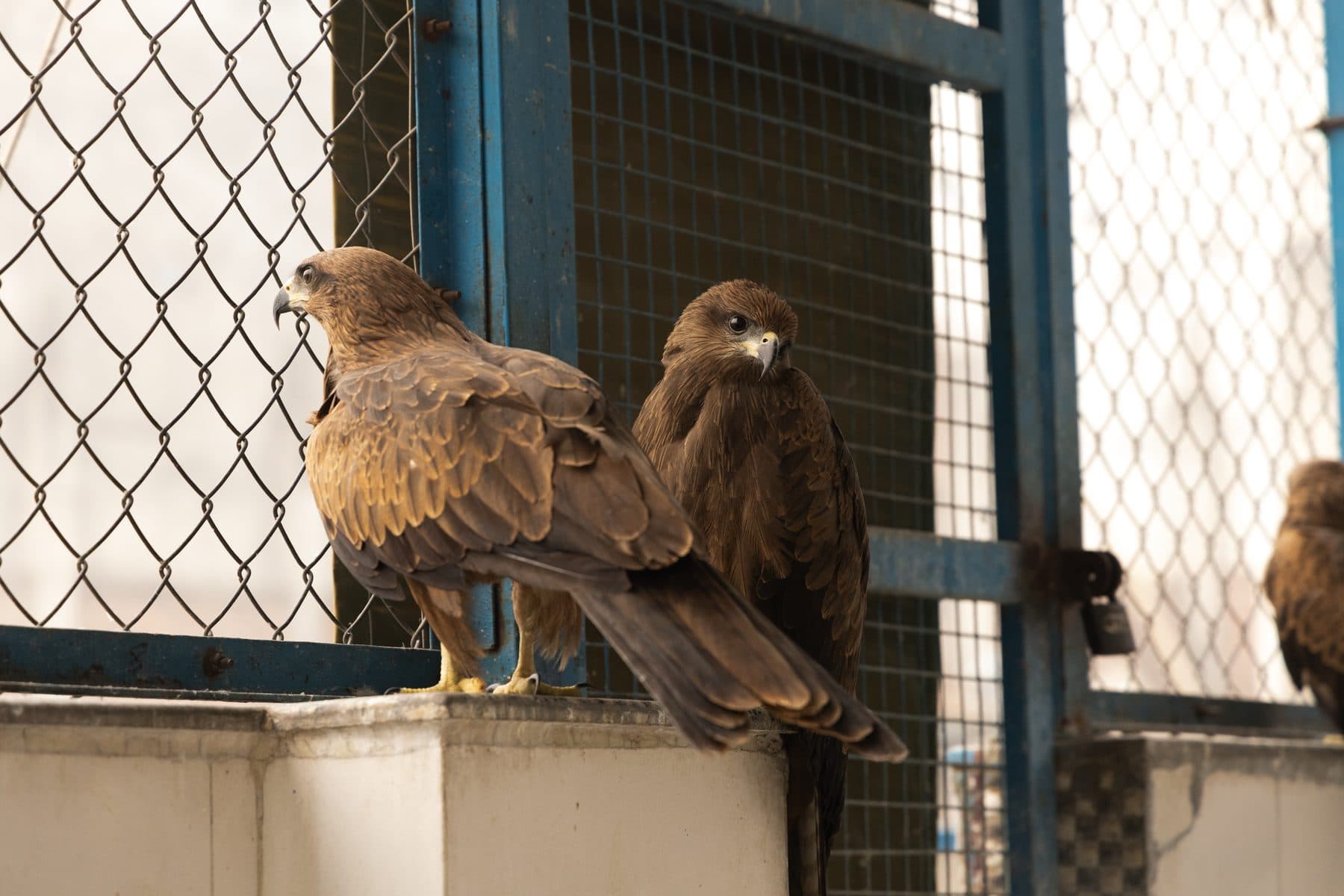 Rehabilitating birds in a flight enclosure at Wildlife Rescue