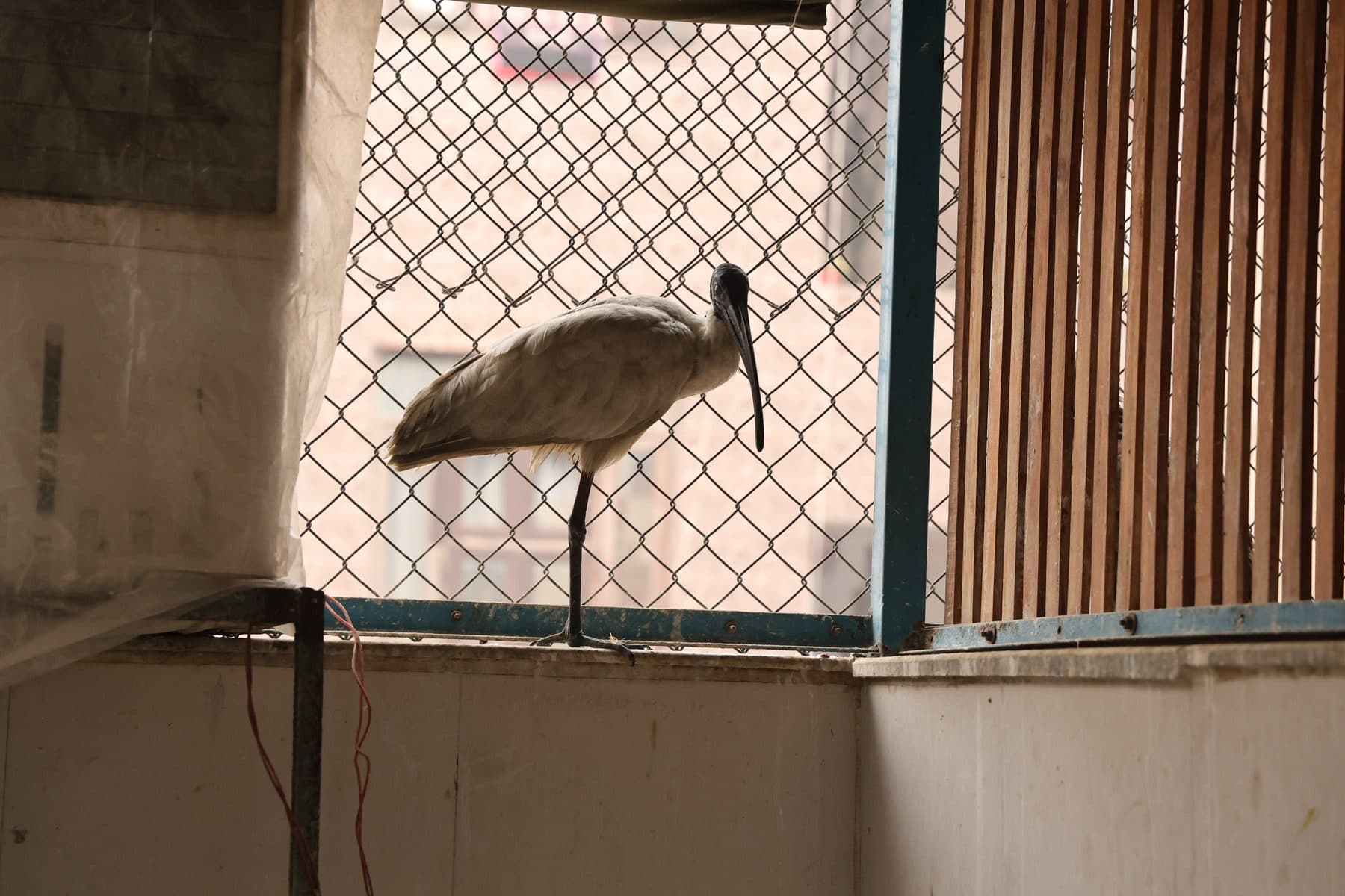 Wildlife Rescue aviary complex interior with birds in rehabilitation