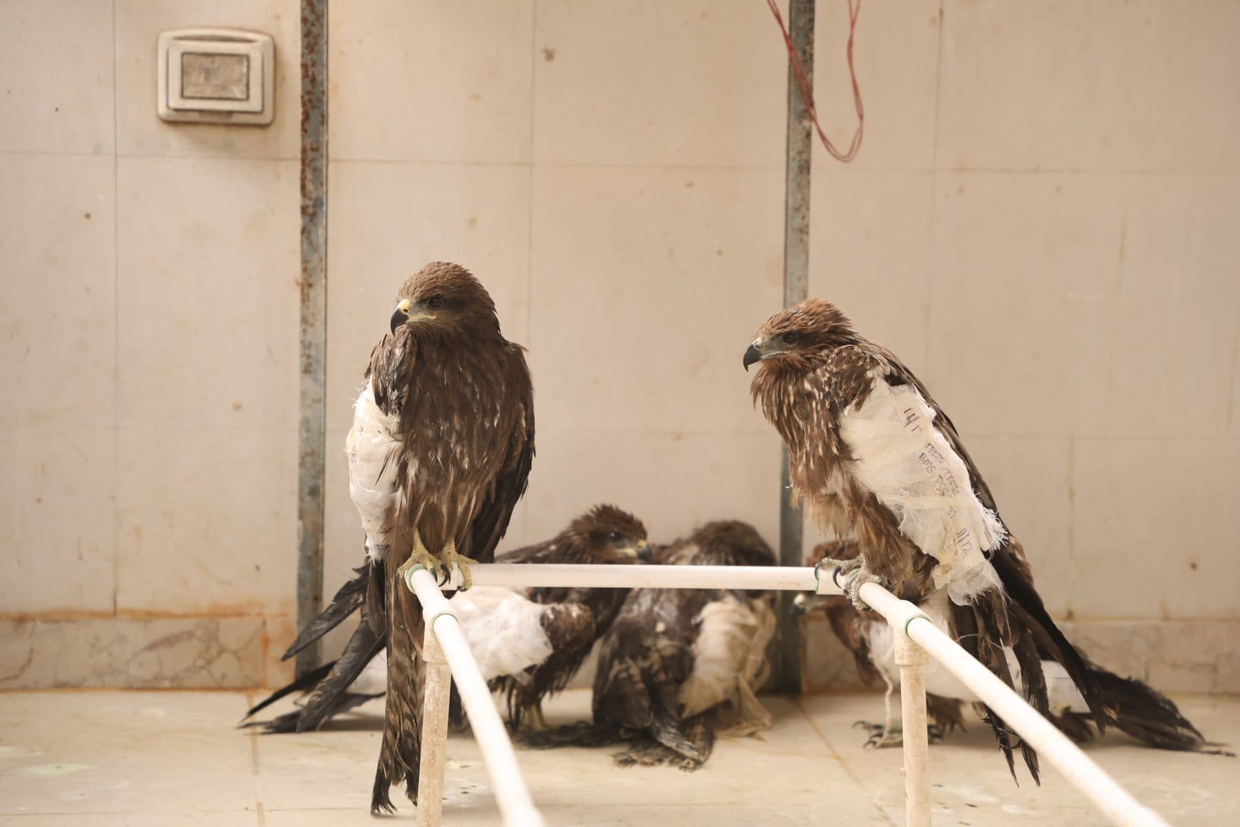 Birds inside a Wildlife Rescue enclosure during rehabilitation