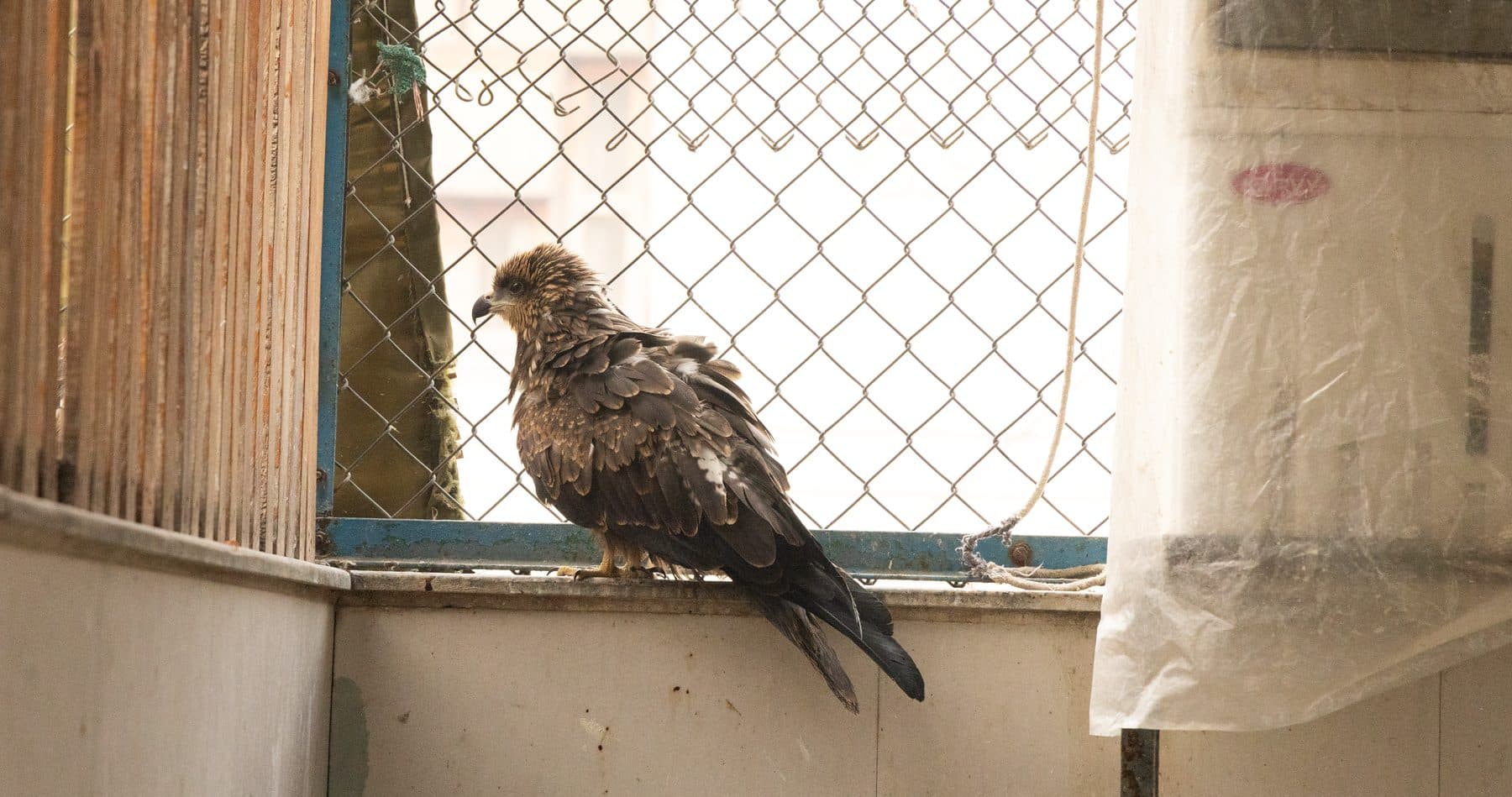 Wide view of a Wildlife Rescue aviary with multiple recovering birds