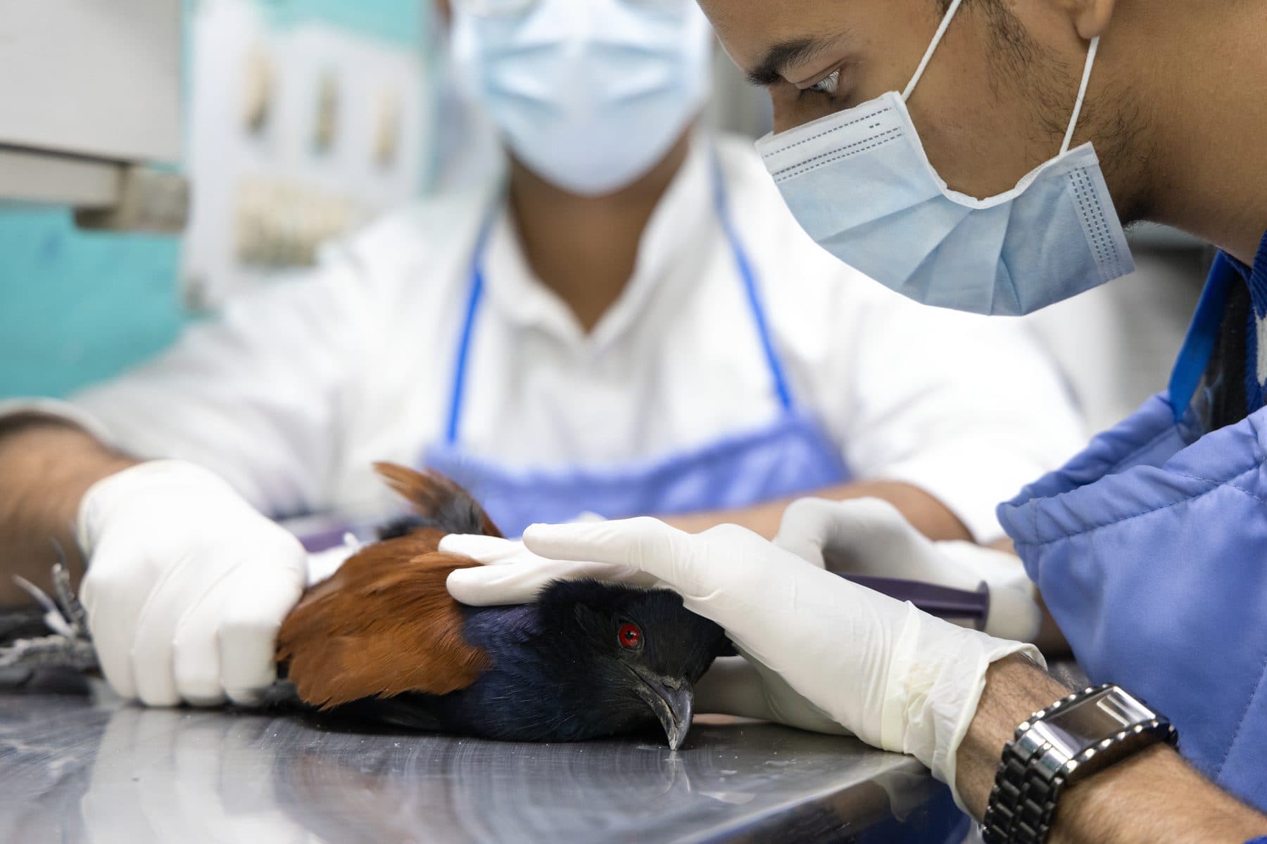 Fluid therapy being administered to a recovering bird for hydration at Wildlife Rescue clinic