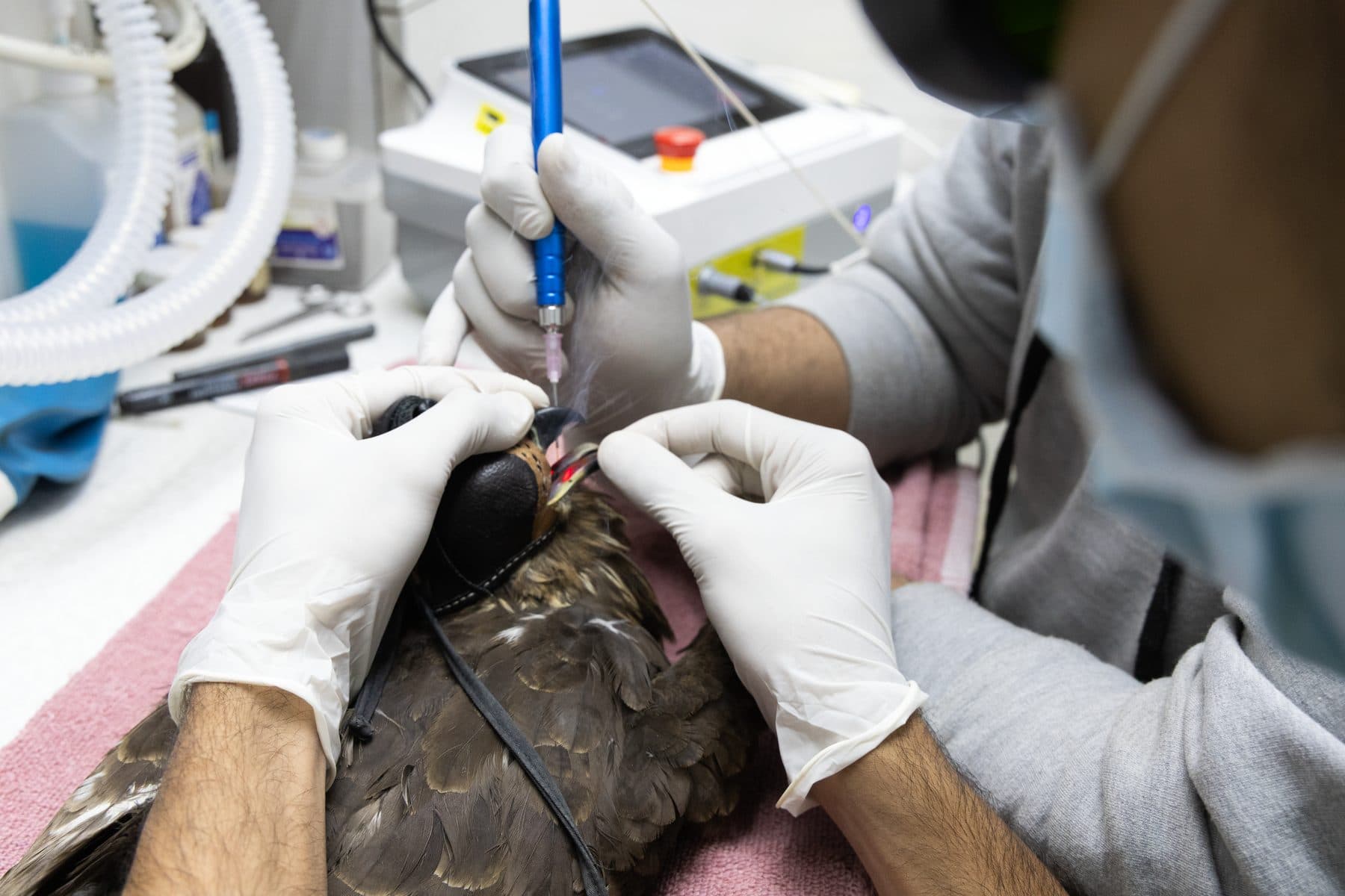 Laser cautery and physical therapy machine at Wildlife Rescue clinic — used for wound sealing and post-operative recovery