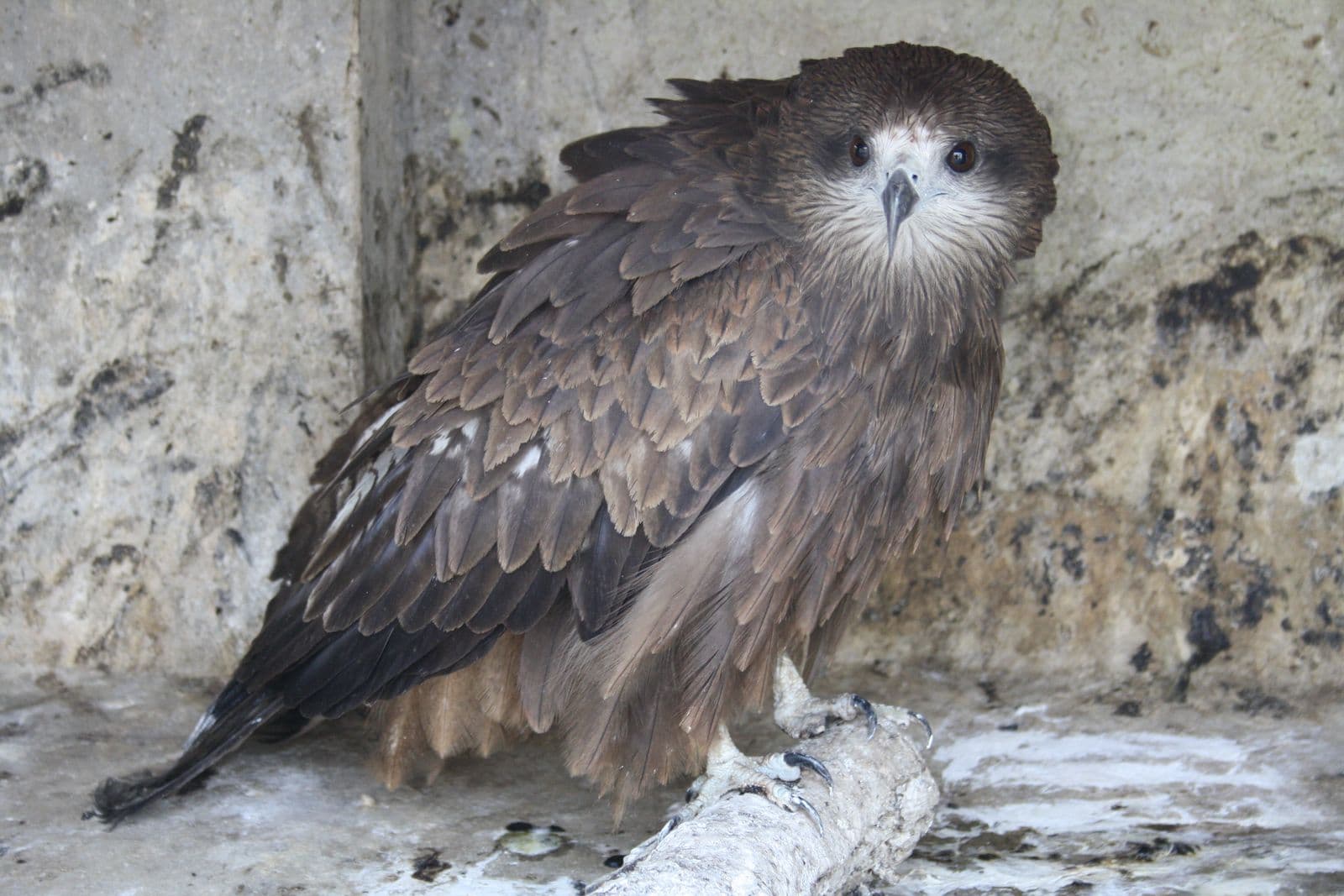 Black Eared Kite