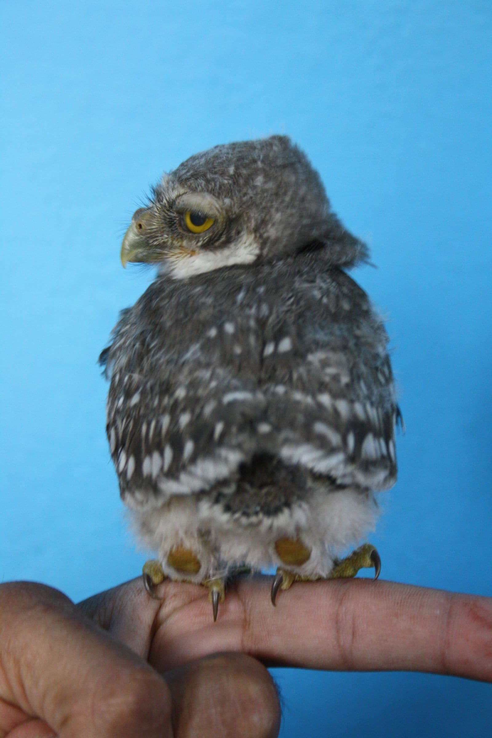 Chhitku — Spotted Owlet Chick