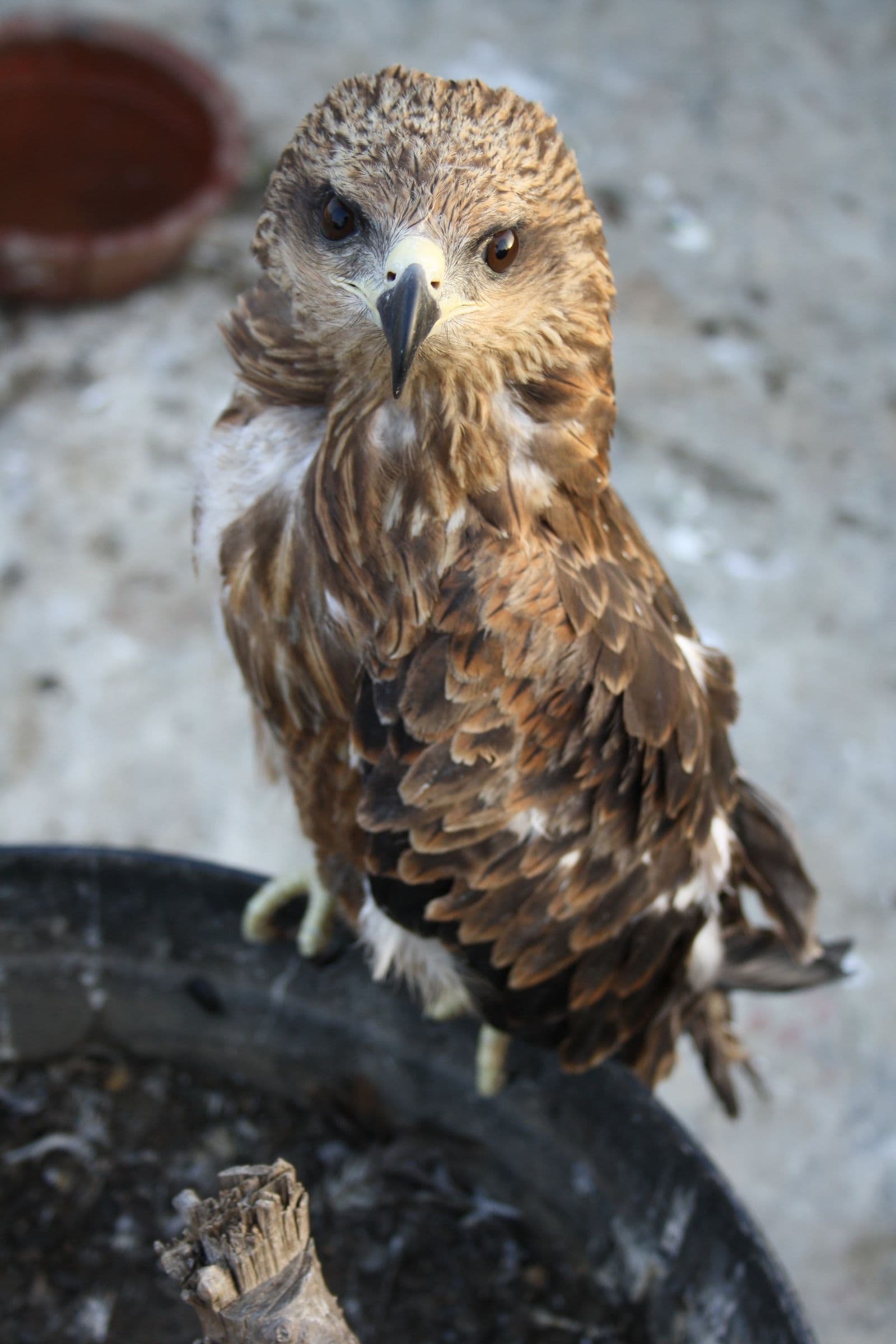 Black Kite — Early Case
