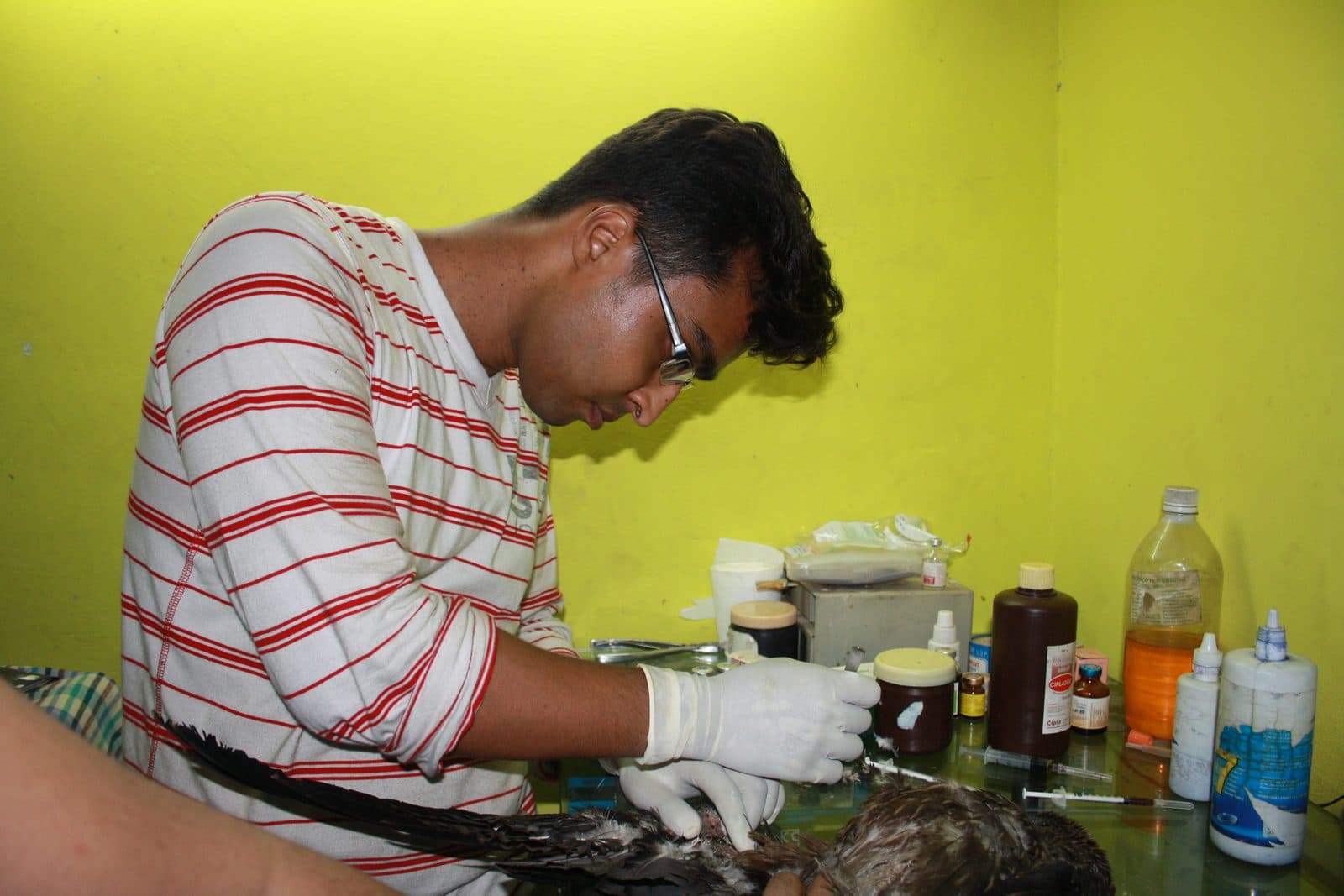 Saud Treating a Black Kite