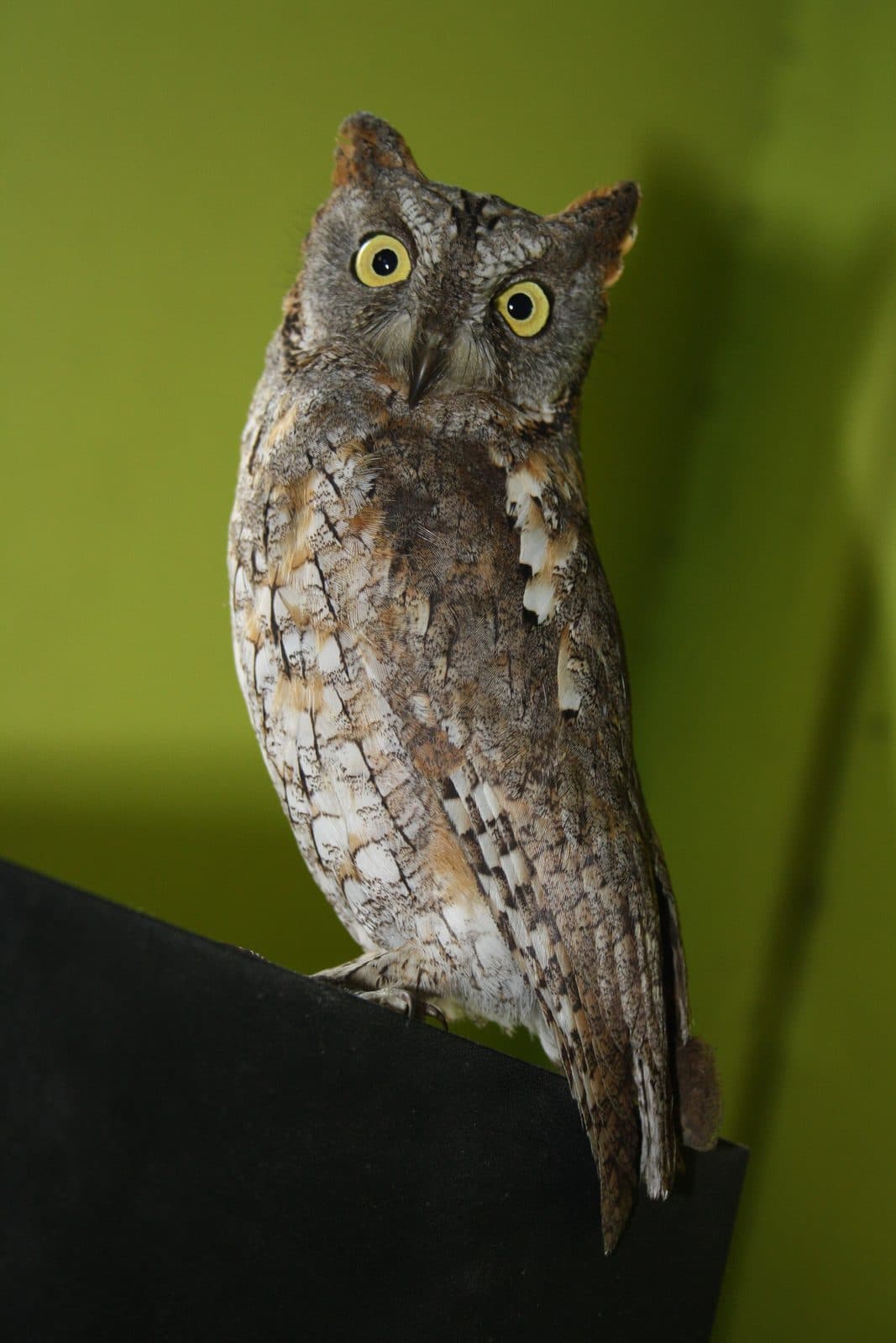 Scops Owl