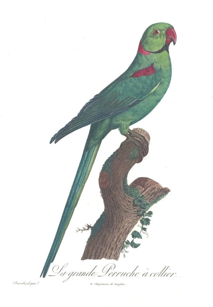 François Levaillant — Histoire naturelle des perroquets (1801–1805). Public domain via Wikimedia Commons. Alexandrine Parakeet — vintage plate by François Levaillant, 1801–1805